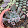 Echeveria Trumpet Pinky, real feature image plant. Picture taken directly from kaktus.id community Echeveria farmer green houses.