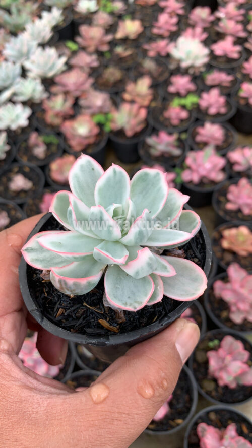 Echeveria Berkeley Light Variegated, real gallery image #2 plants. Picture taken directly from kaktus.id community Echeveria farmer green houses.