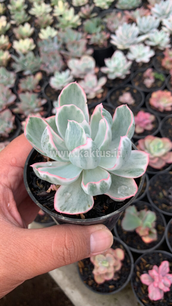 kaktus.id