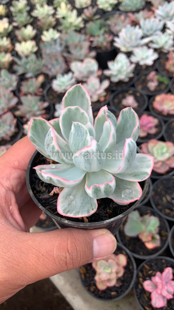kaktus.id