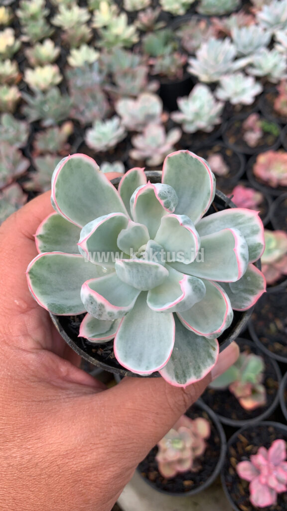 kaktus.id