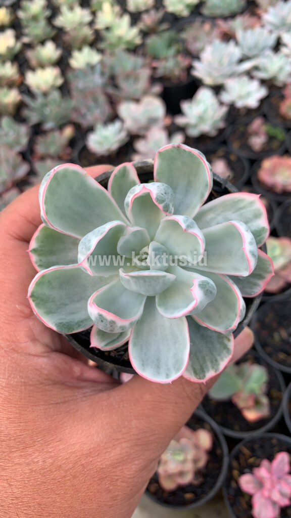 kaktus.id