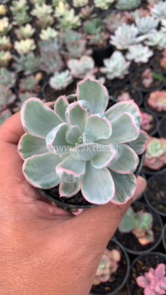 kaktus.id