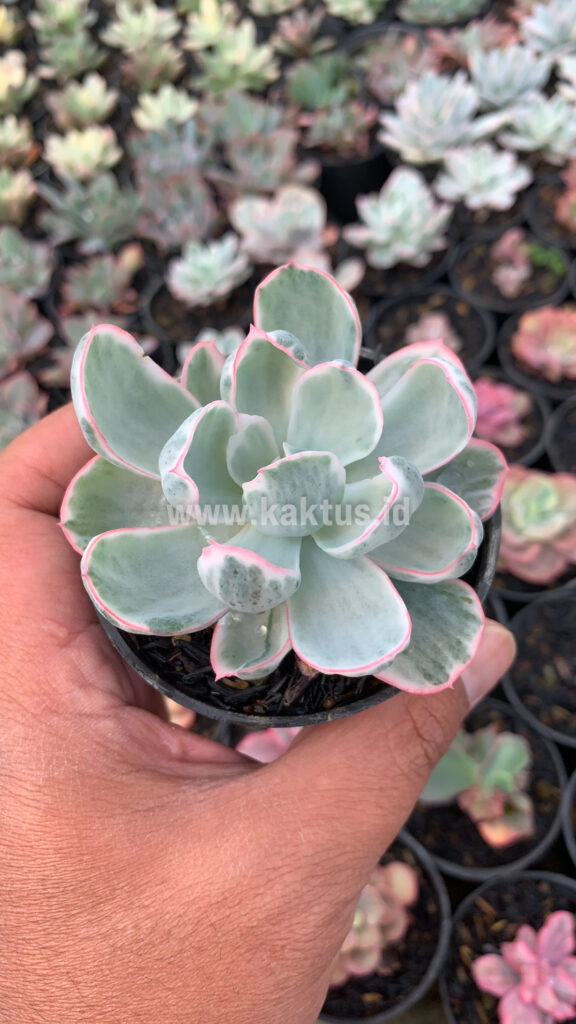 kaktus.id