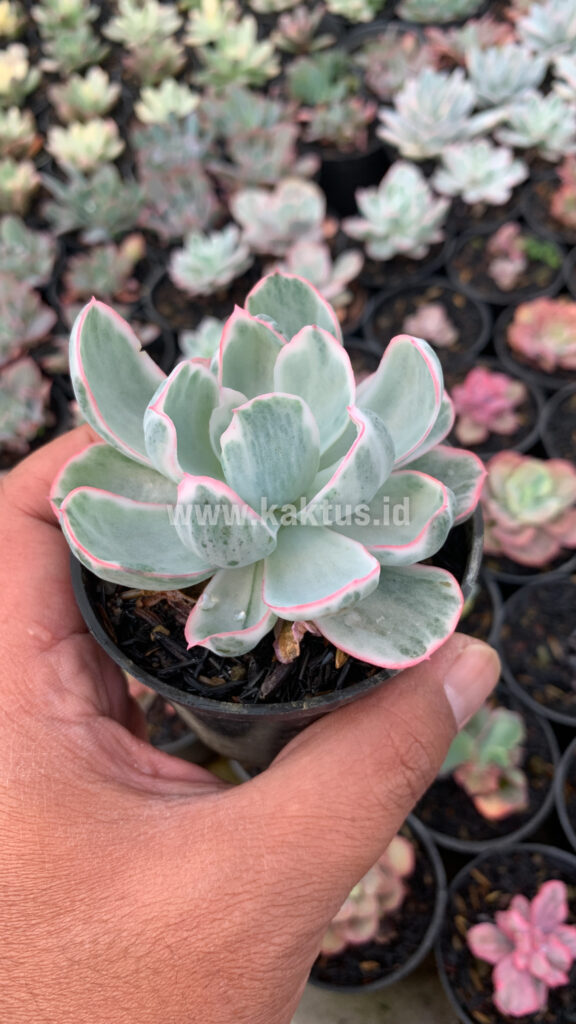 kaktus.id