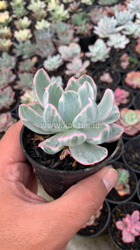 kaktus.id