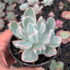 Echeveria Berkeley Light Variegated, real feature image plant. Picture taken directly from kaktus.id community Echeveria farmer green houses.