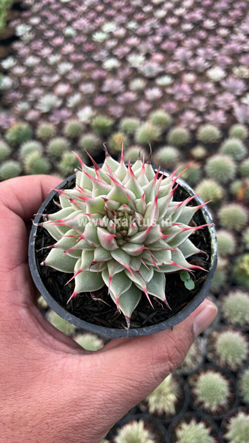 Graptoveria 'Silver Star', real gallery image #23 plants. Picture taken directly from kaktus.id community Graptoveria farmer green houses.