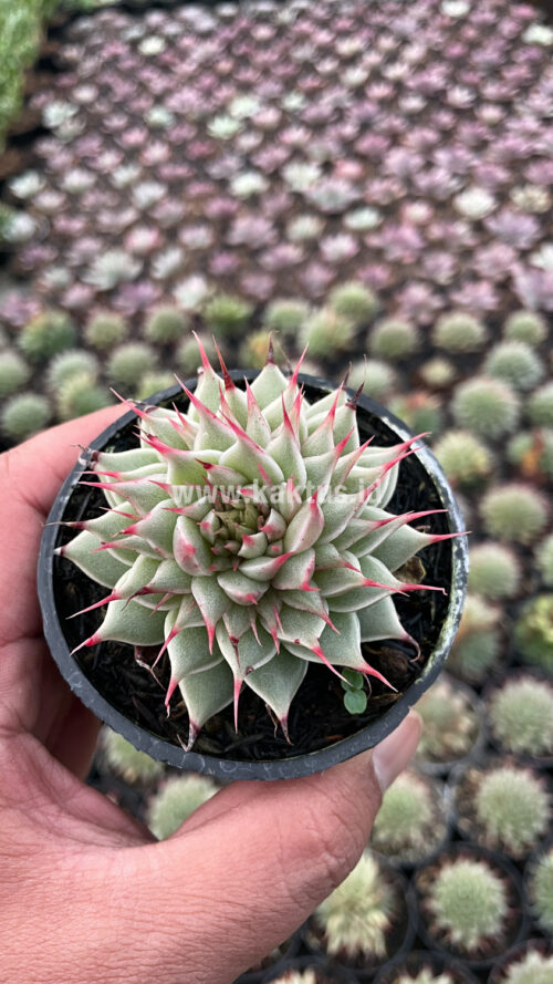 Graptoveria 'Silver Star', real gallery image #14 plants. Picture taken directly from kaktus.id community Graptoveria farmer green houses.
