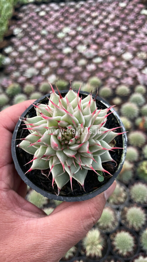 Graptoveria 'Silver Star', real gallery image #13 plants. Picture taken directly from kaktus.id community Graptoveria farmer green houses.