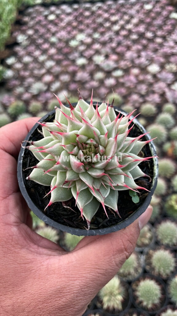kaktus.id