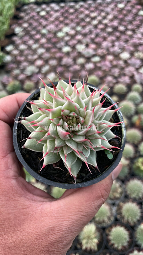 Graptoveria 'Silver Star', real gallery image #11 plants. Picture taken directly from kaktus.id community Graptoveria farmer green houses.