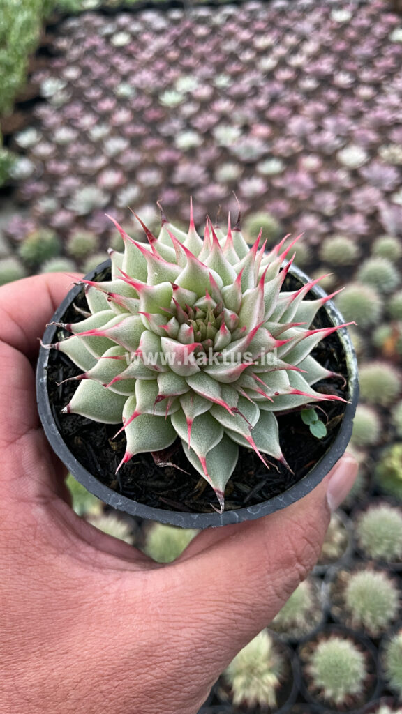 kaktus.id