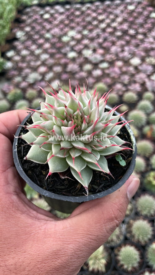 Graptoveria 'Silver Star', real gallery image #9 plants. Picture taken directly from kaktus.id community Graptoveria farmer green houses.
