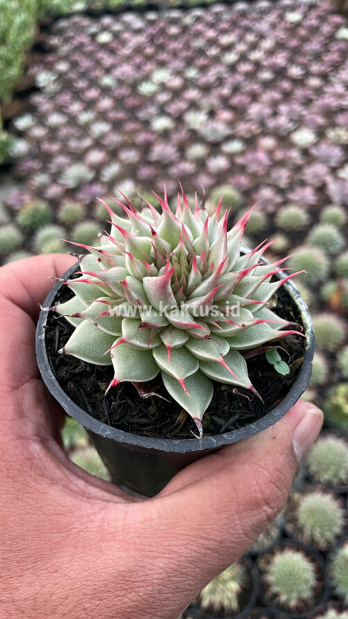 Graptoveria 'Silver Star', real gallery image #8 plants. Picture taken directly from kaktus.id community Graptoveria farmer green houses.
