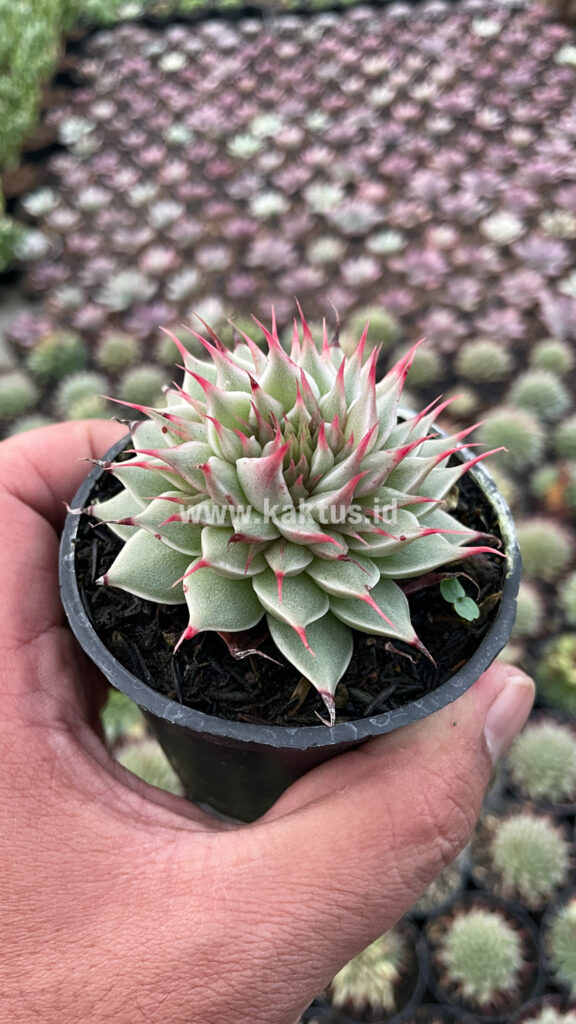 kaktus.id