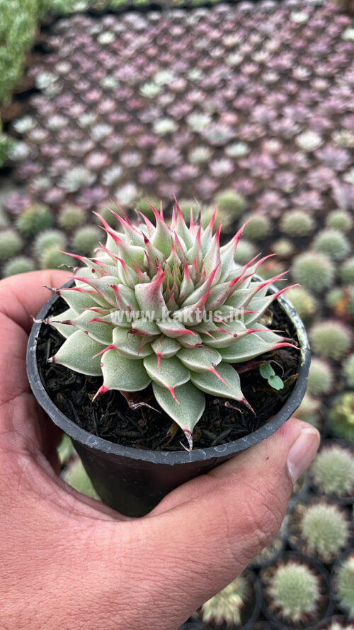 Graptoveria 'Silver Star', real gallery image #7 plants. Picture taken directly from kaktus.id community Graptoveria farmer green houses.