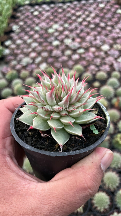 Graptoveria 'Silver Star', real gallery image #6 plants. Picture taken directly from kaktus.id community Graptoveria farmer green houses.