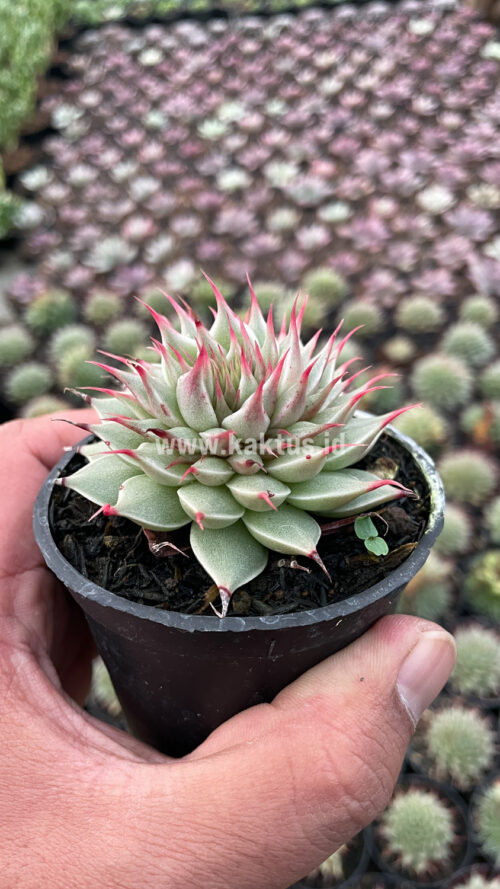 Graptoveria 'Silver Star', real gallery image #5 plants. Picture taken directly from kaktus.id community Graptoveria farmer green houses.