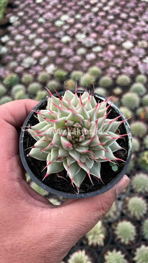 Graptoveria 'Silver Star', real gallery image #22 plants. Picture taken directly from kaktus.id community Graptoveria farmer green houses.