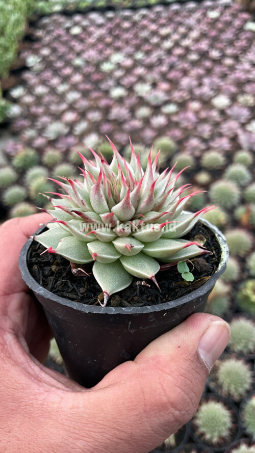 Graptoveria 'Silver Star', real gallery image #4 plants. Picture taken directly from kaktus.id community Graptoveria farmer green houses.