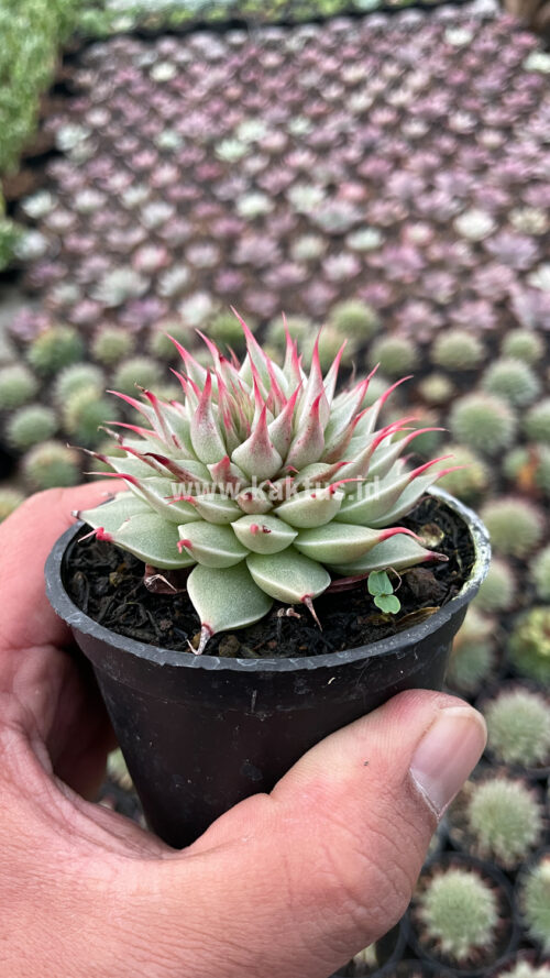 Graptoveria 'Silver Star', real gallery image #3 plants. Picture taken directly from kaktus.id community Graptoveria farmer green houses.