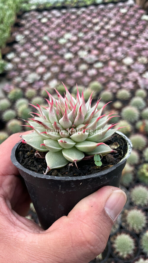 Graptoveria 'Silver Star', real gallery image #2 plants. Picture taken directly from kaktus.id community Graptoveria farmer green houses.
