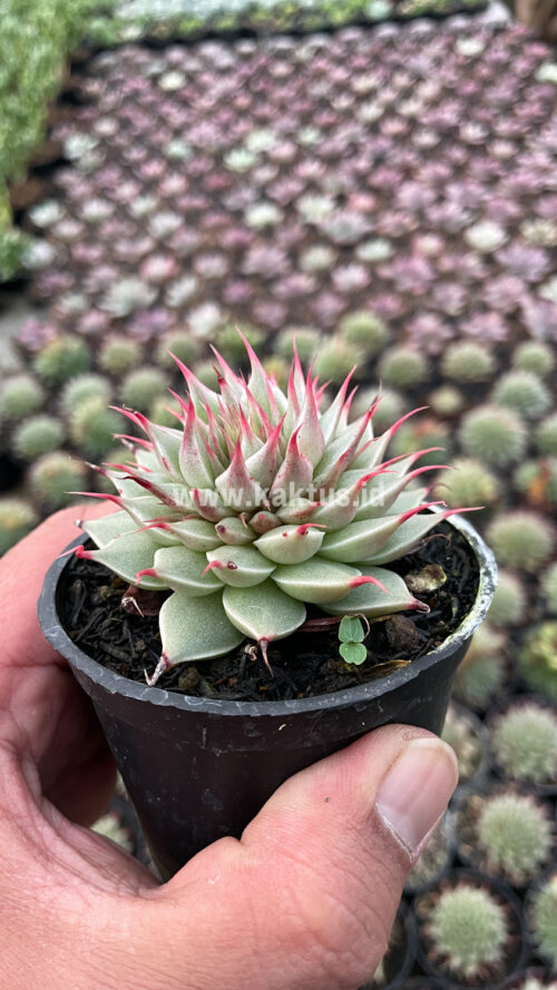 Graptoveria 'Silver Star', real gallery image #1 plants. Picture taken directly from kaktus.id community Graptoveria farmer green houses.