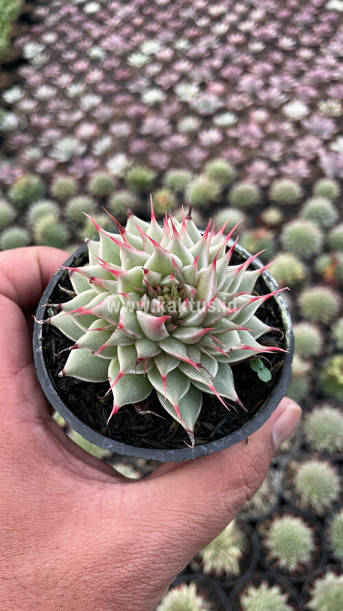 Graptoveria 'Silver Star', real gallery image #21 plants. Picture taken directly from kaktus.id community Graptoveria farmer green houses.