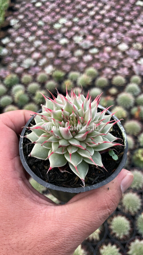 Graptoveria 'Silver Star', real gallery image #20 plants. Picture taken directly from kaktus.id community Graptoveria farmer green houses.