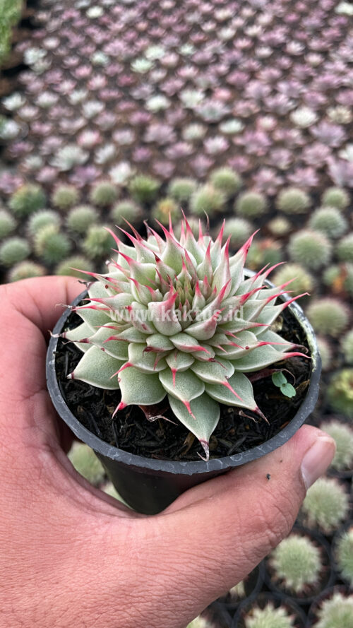 Graptoveria 'Silver Star', real gallery image #19 plants. Picture taken directly from kaktus.id community Graptoveria farmer green houses.