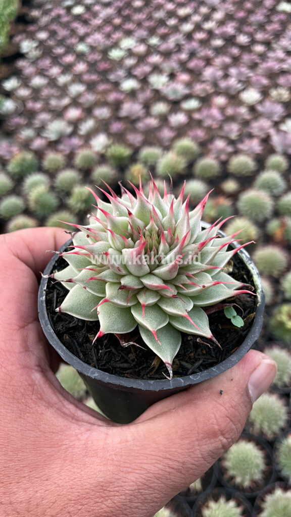 kaktus.id