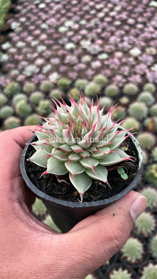Graptoveria 'Silver Star', real gallery image #18 plants. Picture taken directly from kaktus.id community Graptoveria farmer green houses.