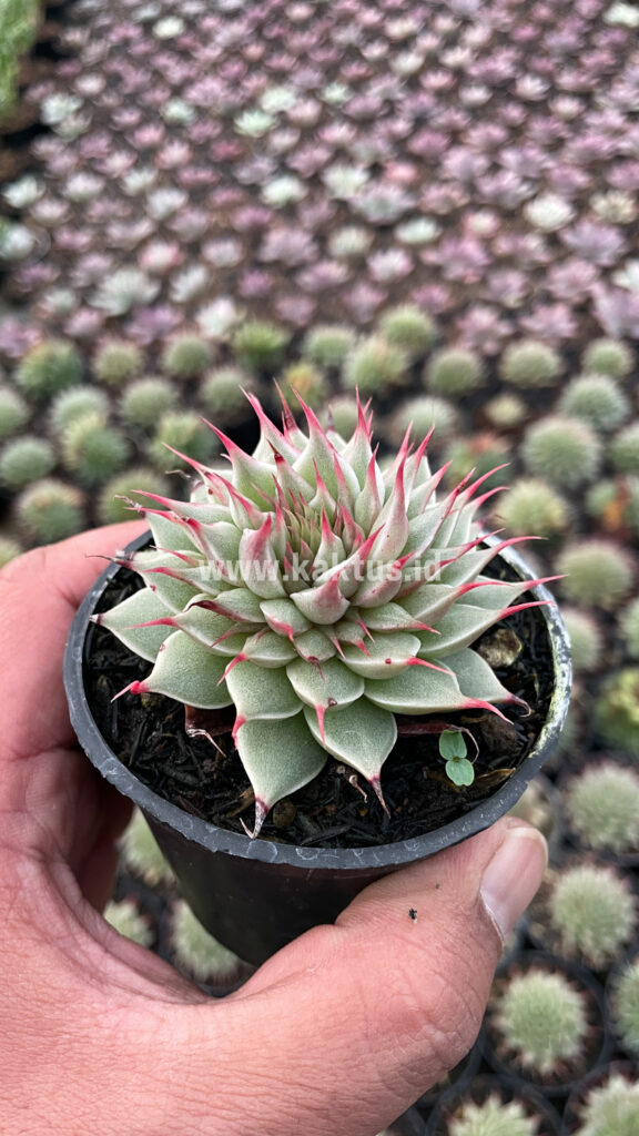 kaktus.id