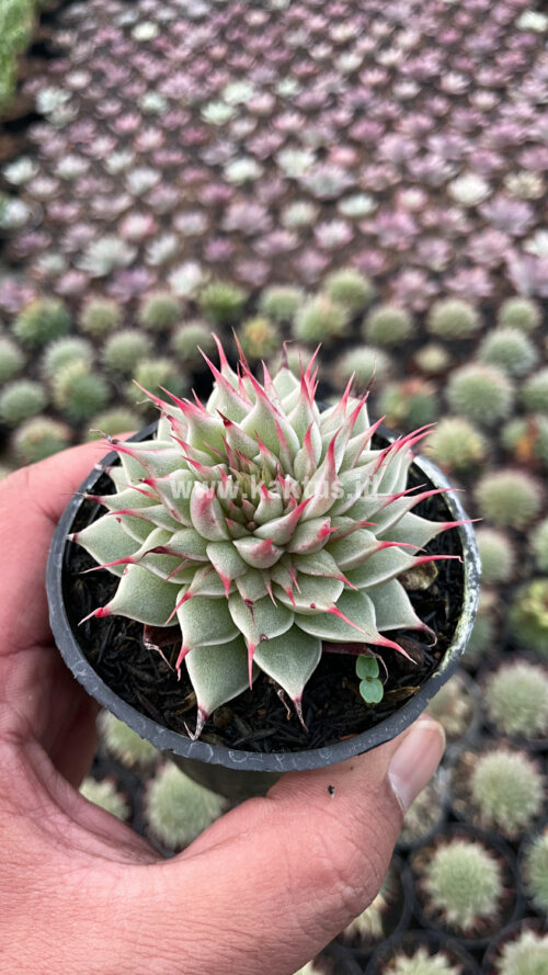 Graptoveria 'Silver Star', real gallery image #16 plants. Picture taken directly from kaktus.id community Graptoveria farmer green houses.