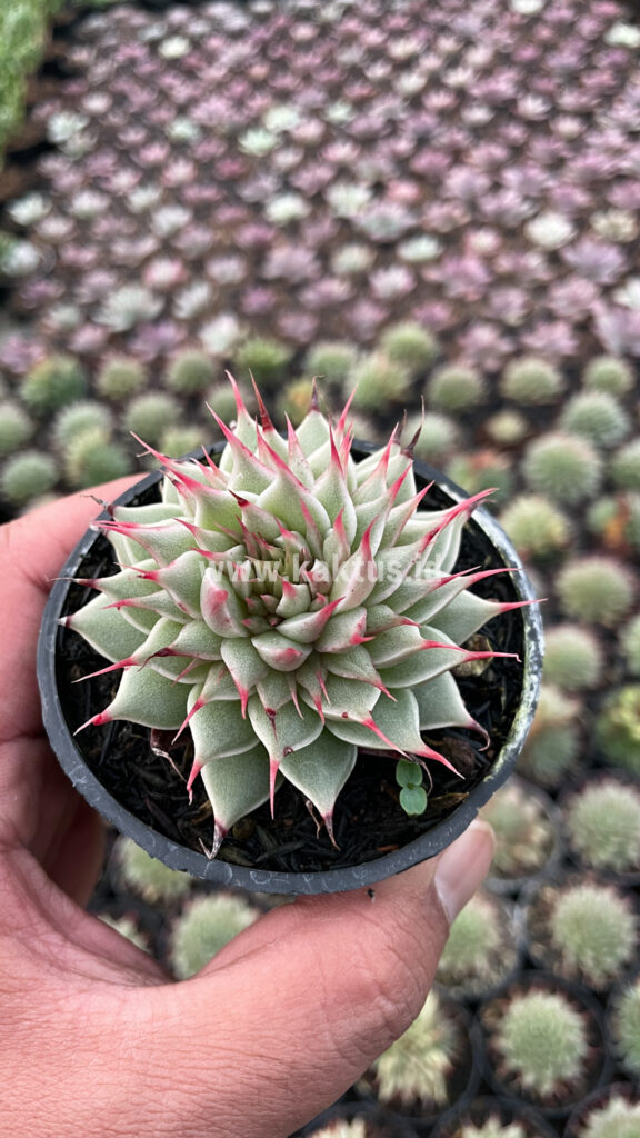 kaktus.id
