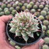 Graptoveria 'Silver Star', real feature image plant. Picture taken directly from kaktus.id community Graptoveria farmer green houses.