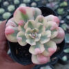 Echeveria Raindrops Tricolor Aurea Variegated, real feature image plant. Picture taken directly from kaktus.id community Echeveria farmer green houses.
