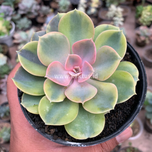 Echeveria Perle Aurea Variegated, real gallery image #1 plants. Picture taken directly from kaktus.id community Echeveria farmer green houses.