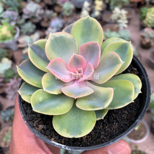 Echeveria Perle Aurea Variegated, real gallery image #2 plants. Picture taken directly from kaktus.id community Echeveria farmer green houses.