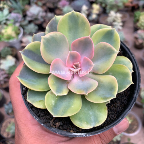 Echeveria Perle Aurea Variegated, real gallery image #3 plants. Picture taken directly from kaktus.id community Echeveria farmer green houses.