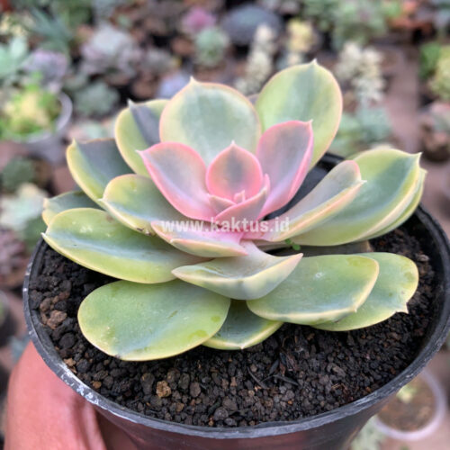 Echeveria Perle Aurea Variegated, real gallery image #4 plants. Picture taken directly from kaktus.id community Echeveria farmer green houses.