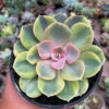 Echeveria Perle Aurea Variegated, real gallery image #5 plants. Picture taken directly from kaktus.id community Echeveria farmer green houses.