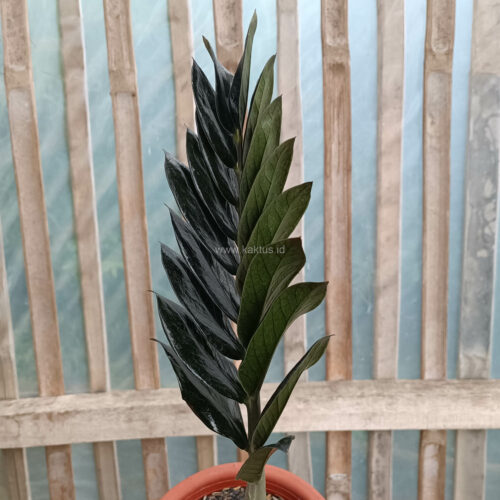Zamioculcas Zamiifolia Black, real gallery image #8 plants. Picture taken directly from kaktus.id community Zamioculcas farmer green houses.