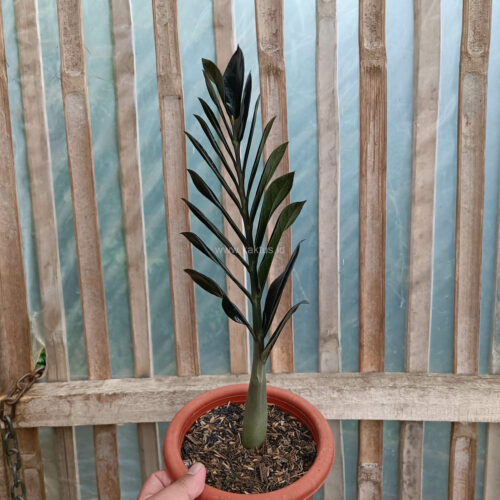 Zamioculcas Zamiifolia Black, real gallery image #6 plants. Picture taken directly from kaktus.id community Zamioculcas farmer green houses.