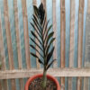 Zamioculcas Zamiifolia Black, real gallery image #5 plants. Picture taken directly from kaktus.id community Zamioculcas farmer green houses.