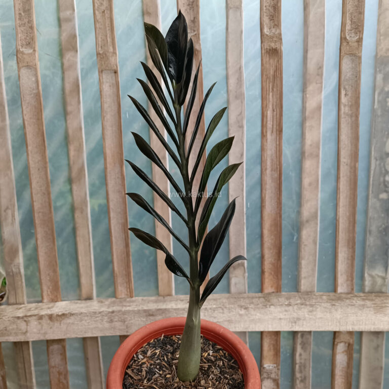 750. Zamioculcas Zamiifolia Black ( Appendix I Restricted Items - For Indonesia Shipment Only. )