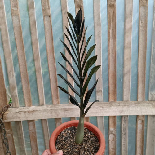 Zamioculcas Zamiifolia Black, real gallery image #9 plants. Picture taken directly from kaktus.id community Zamioculcas farmer green houses.