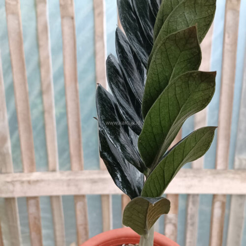 Zamioculcas Zamiifolia Black, real gallery image #4 plants. Picture taken directly from kaktus.id community Zamioculcas farmer green houses.
