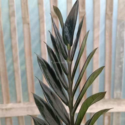 Zamioculcas Zamiifolia Black, real gallery image #1 plants. Picture taken directly from kaktus.id community Zamioculcas farmer green houses.
